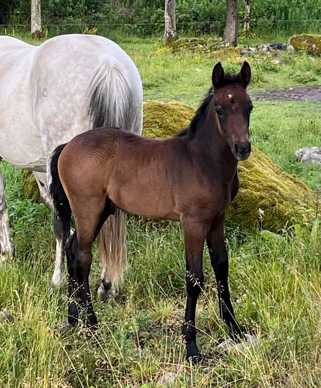 MB's O'Sheridan jr 5