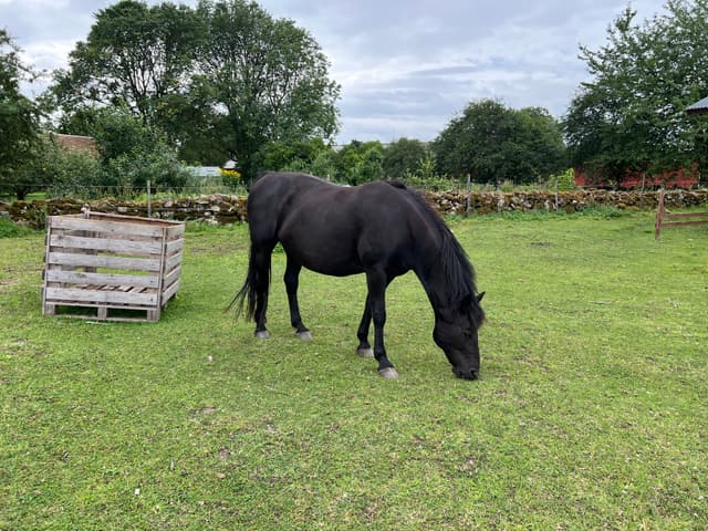 Lowis April Lightning 3