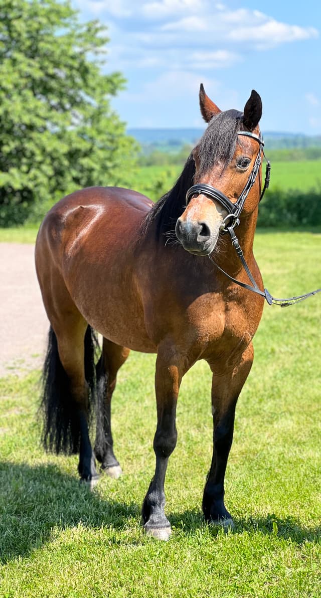 Gentle Farm’s Wonder ”Trollet” 2