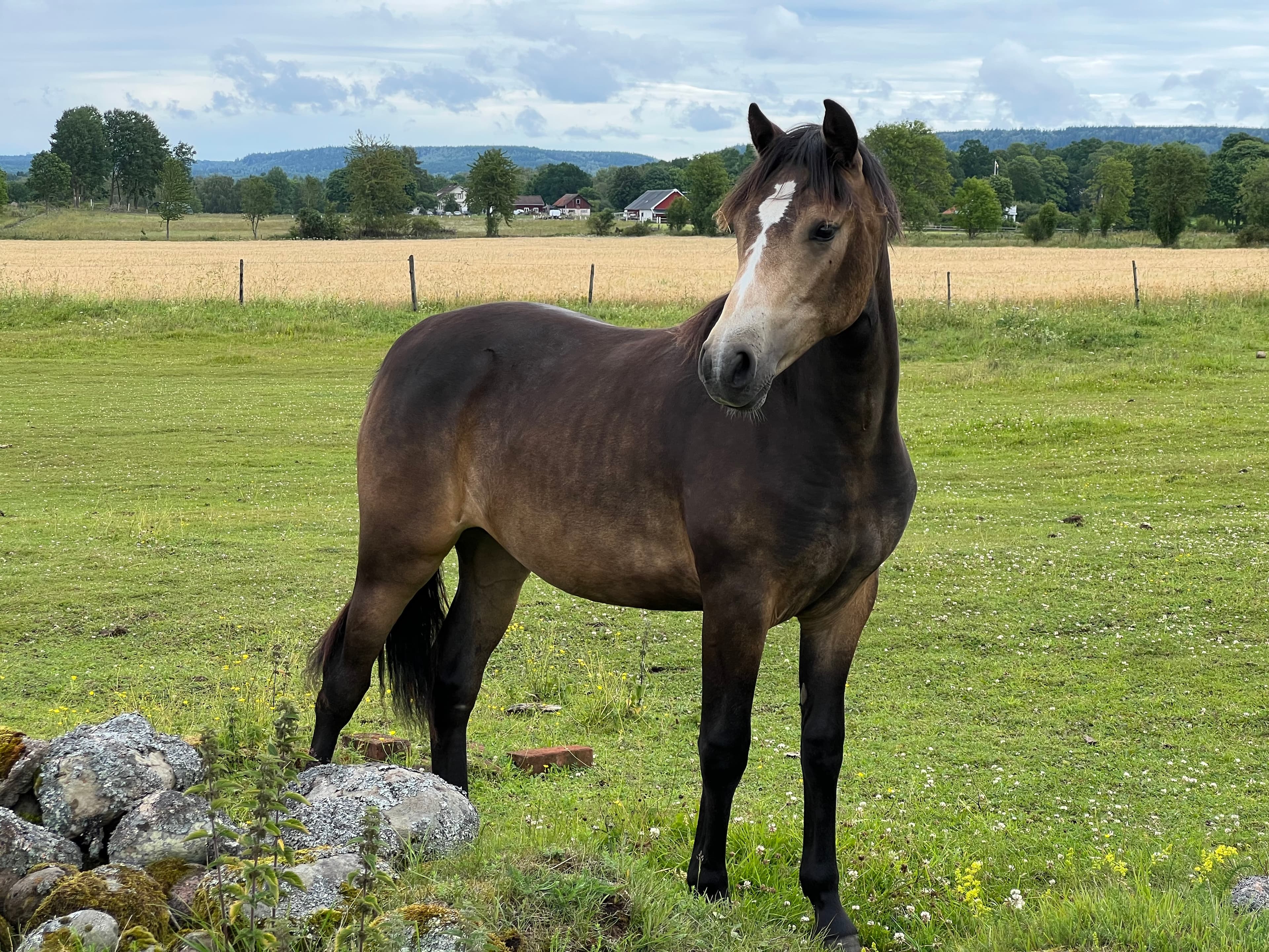 MB’s Gentle Cookie