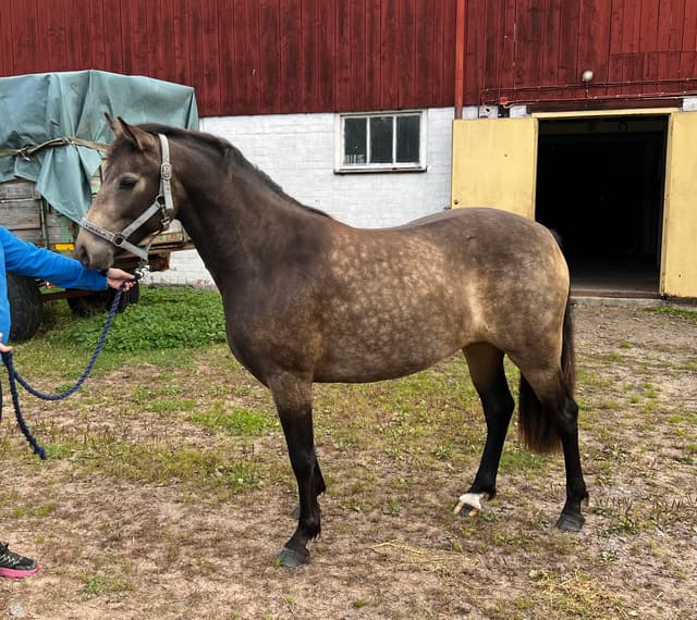 MB’s Poetic Showgirl 3