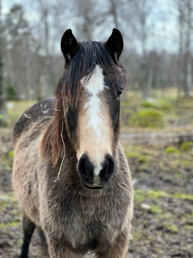 MB’s Gentle Cookie 5