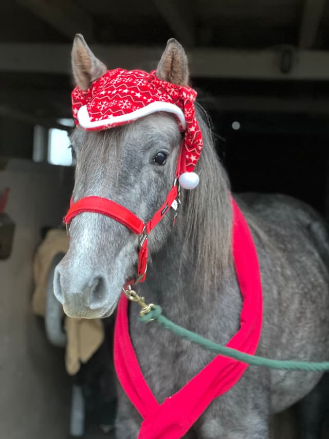 Arda’s Morning Star 6