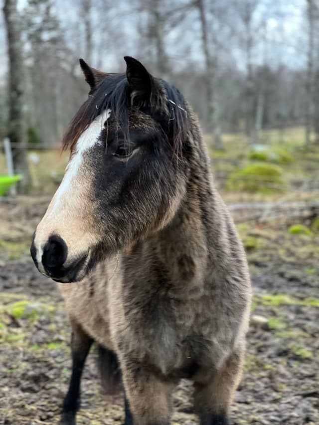 MB’s Gentle Cookie 6