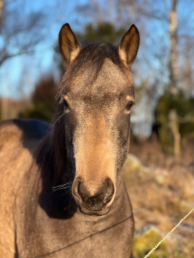 MB’s Poetic Showgirl 2