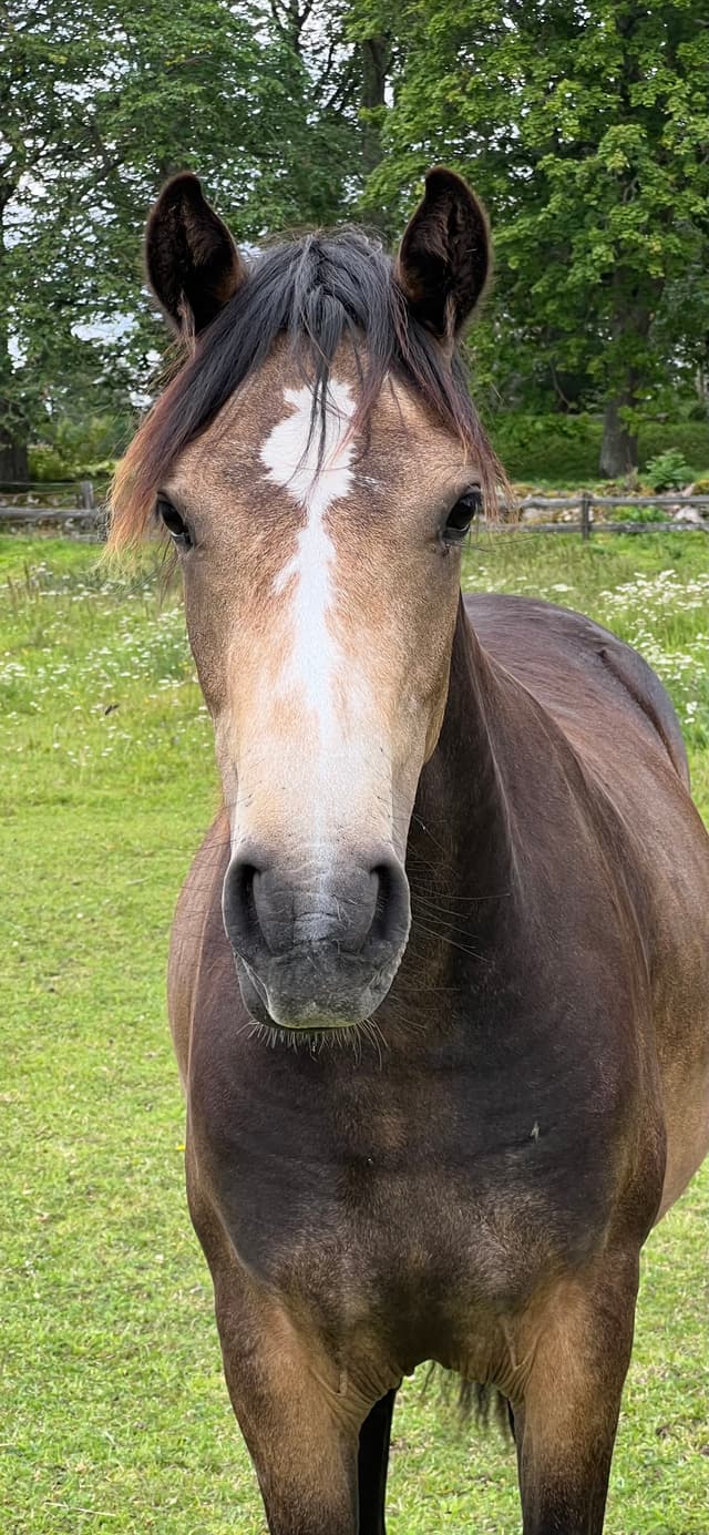 MB’s Gentle Cookie 3