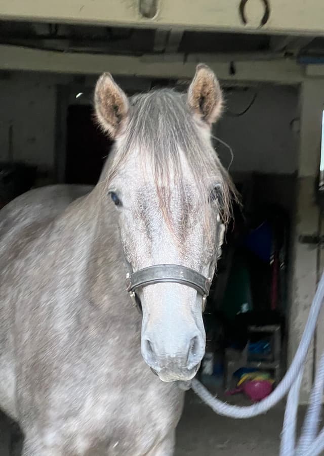 Arda’s Morning Star 2