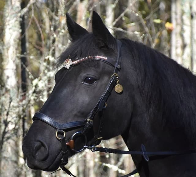 Lowis April Lightning 1