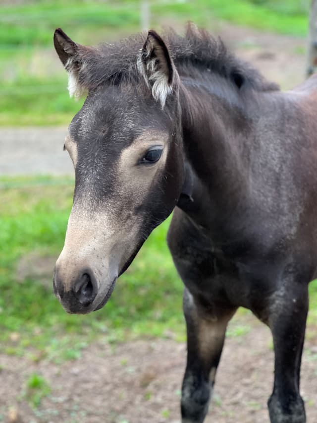 MB’s Poetic Showgirl 6