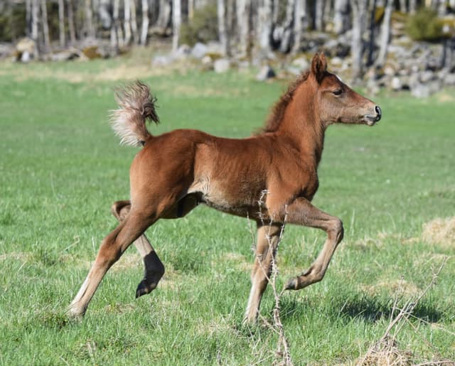 Arda’s Morning Star 5