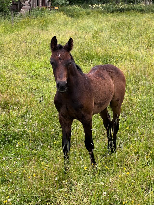 MB's O'Sheridan jr 4