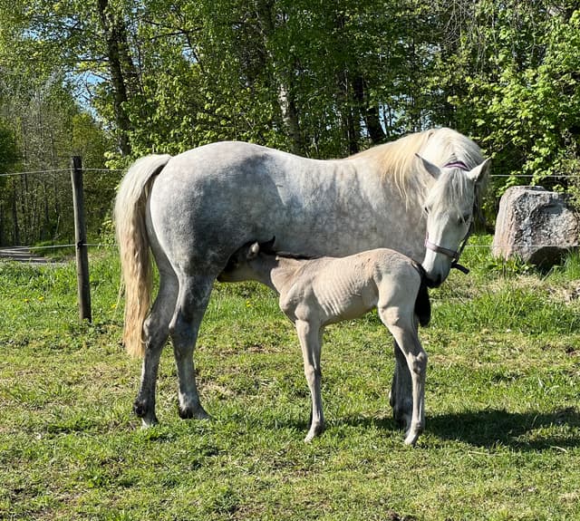 F.L.S Poetic Sydney 5