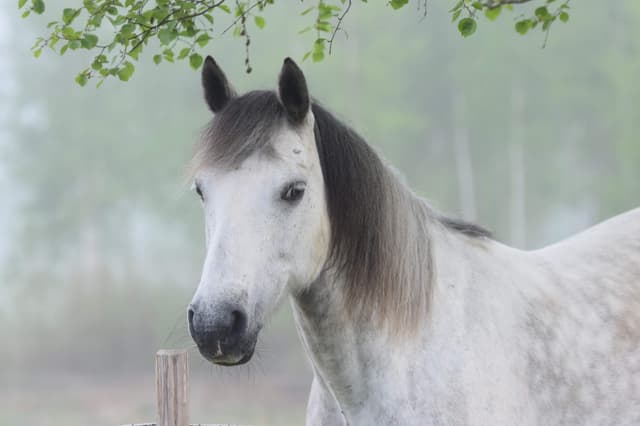 Realt Chois Fharraige 3