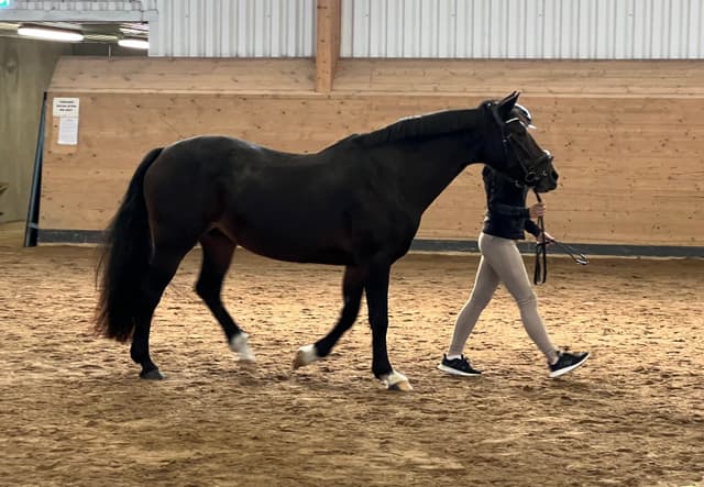 Gentle Farm’s Night 2