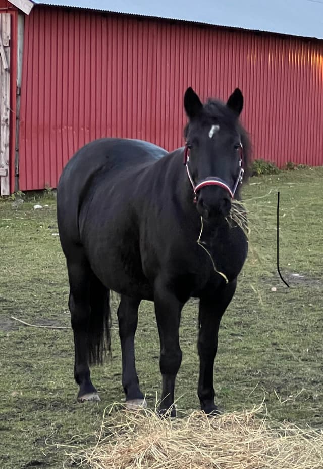 Lowis April Lightning 2