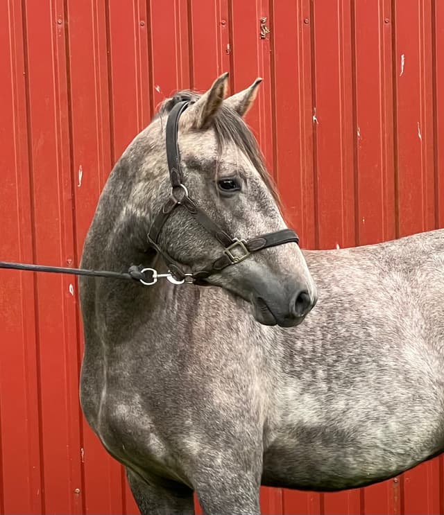 Arda’s Morning Star 4