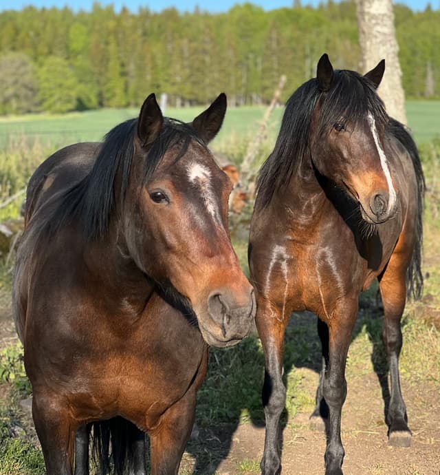 Gentle Farm’s Night 5