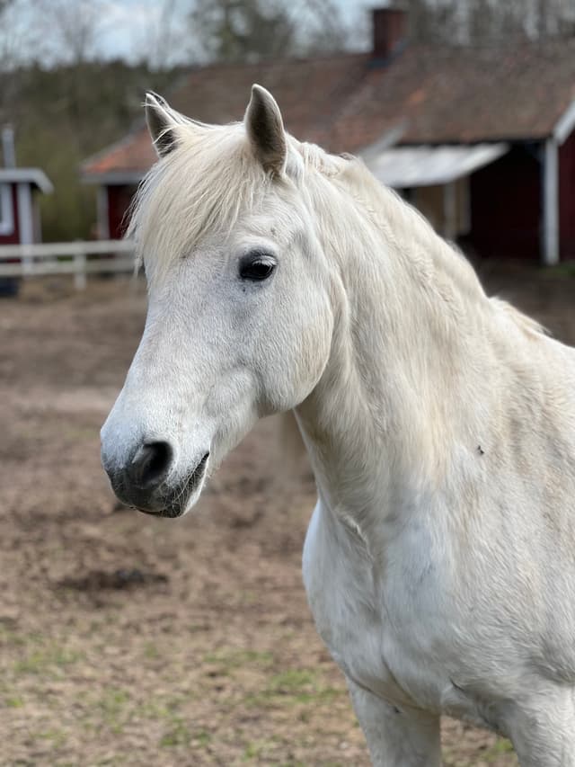 Gentle Farm’s Beauty 1