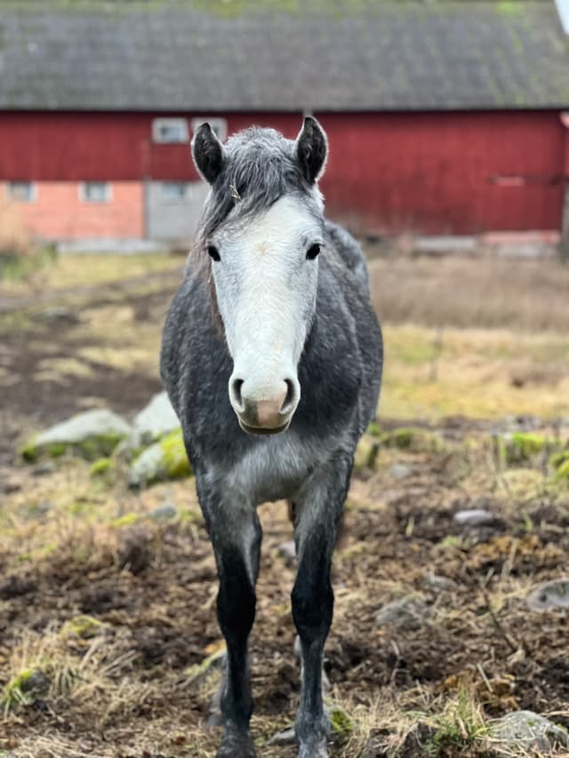 MB’s Gentle Livia 2