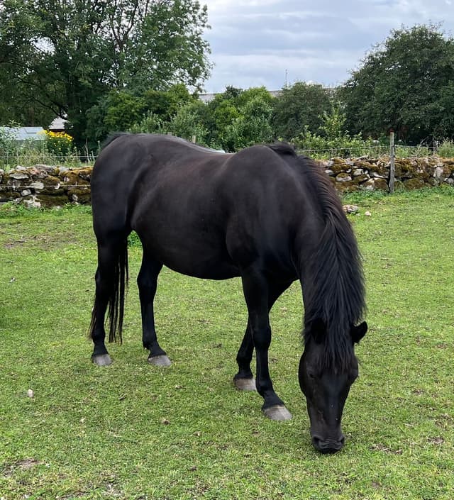 Lowis April Lightning 4