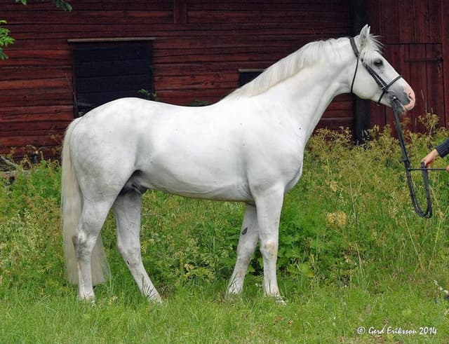 Gräns Diamond Surf 4