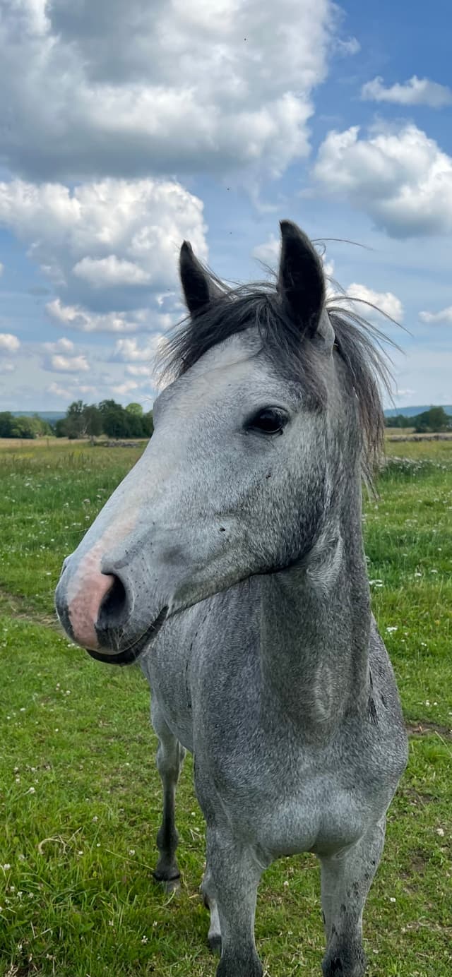 MB’s Gentle Livia 1