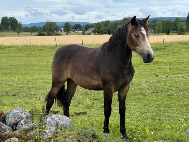 MB’s Gentle Cookie 2
