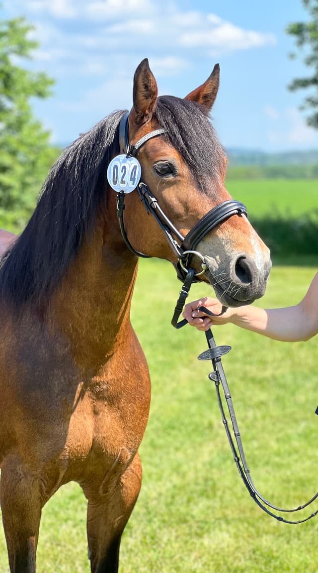 Gentle Farm’s Wonder ”Trollet” 6