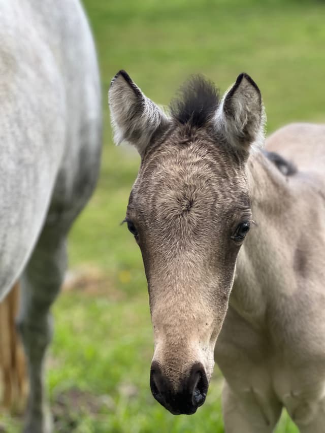 MB’s Poetic Showgirl 4
