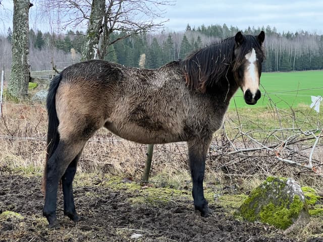 MB’s Gentle Cookie 4