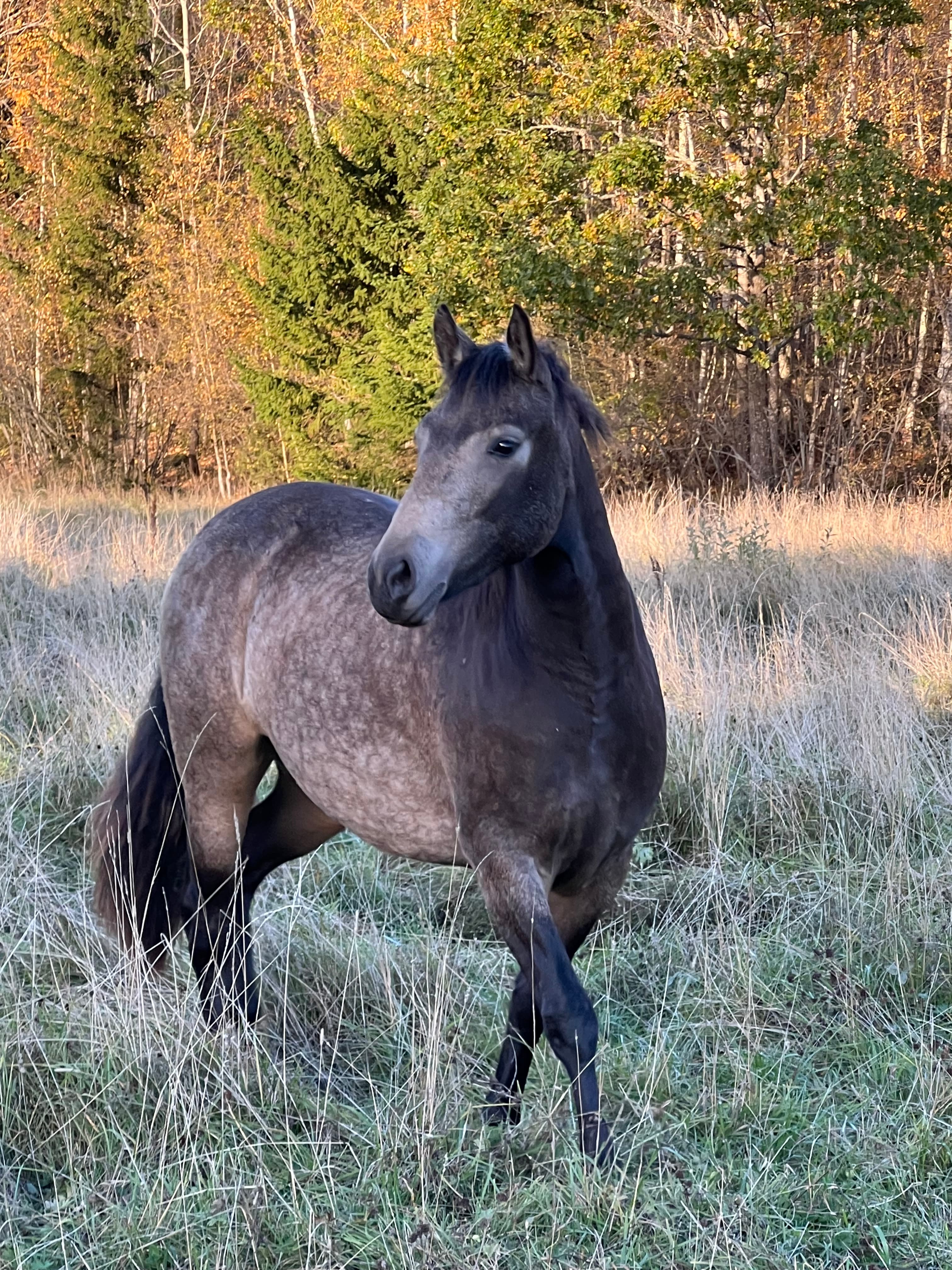 MB’s Poetic Showgirl