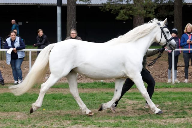 Gentle Farm’s Breeze RC 1425 4