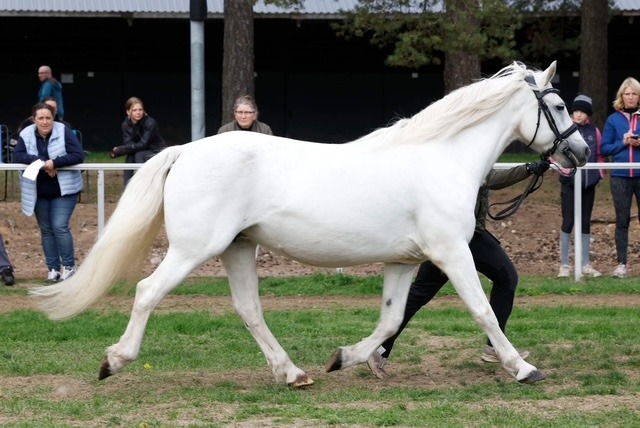 Gentle Farm’s Breeze RC 1425 5