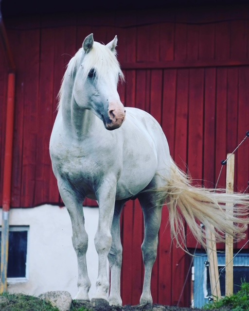 Gräns Diamond Surf 4