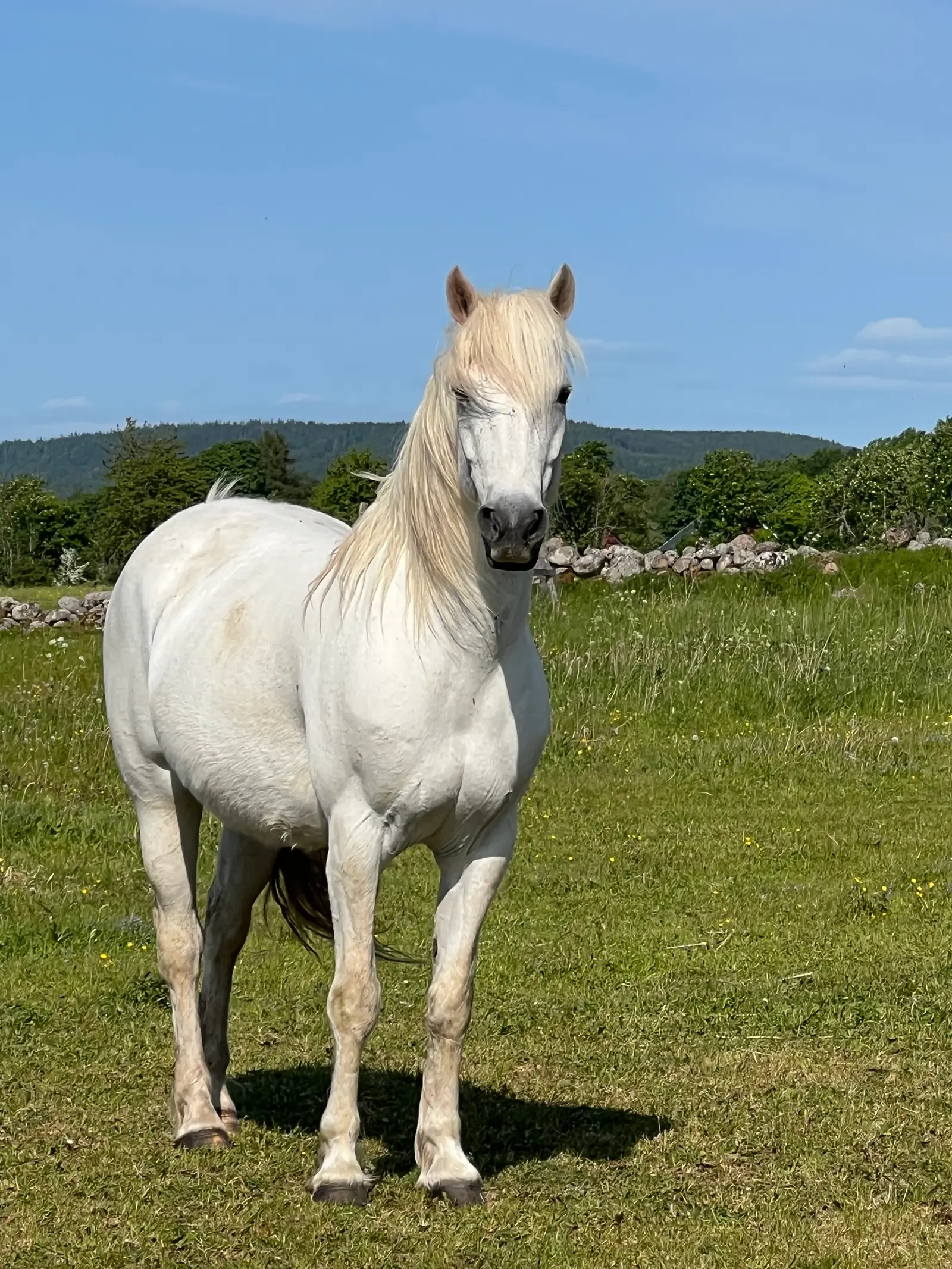 Connemara karaktär