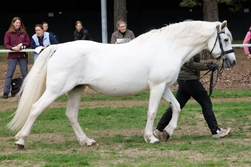 Gentle Farm’s Breeze RC 1425 3