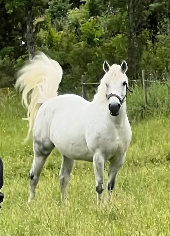 Gentle Farm’s Beauty  2