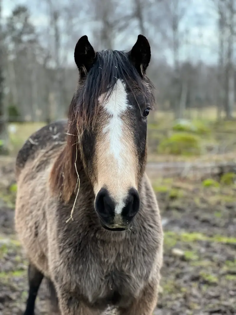 MB’s Gentle Cookie  5