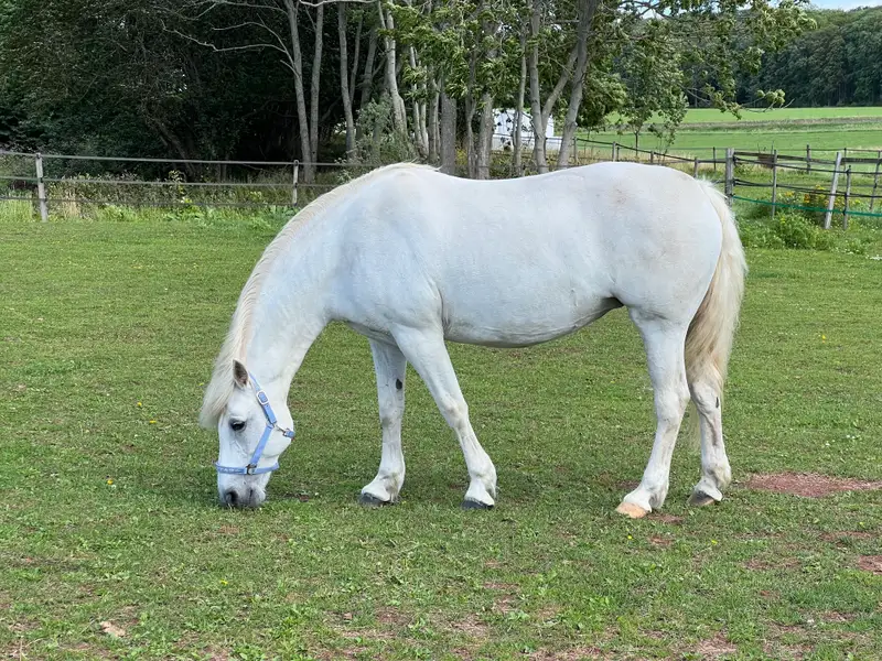 Gentle Farm’s Breeze RC 1425 5
