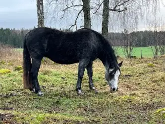 Ardas Ultra