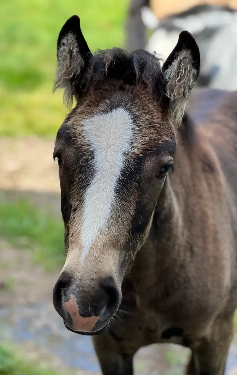 MB’s Orla 3