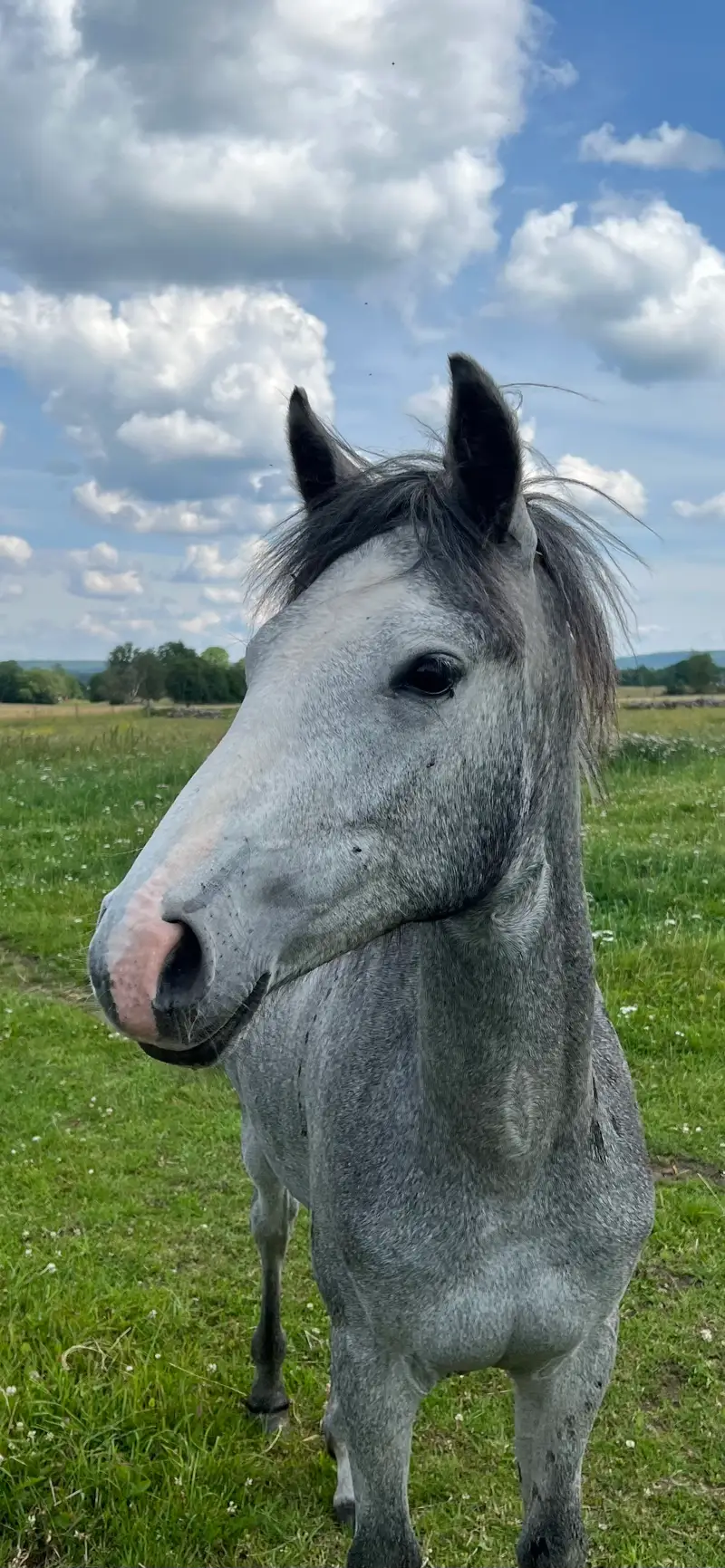 MB’s Gentle Livia 